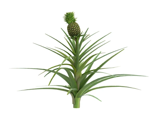 Pineapple or Ananas comosus — Stock Photo, Image