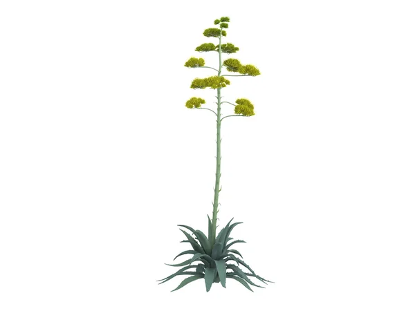 Century plant or Agave americana — Stok fotoğraf