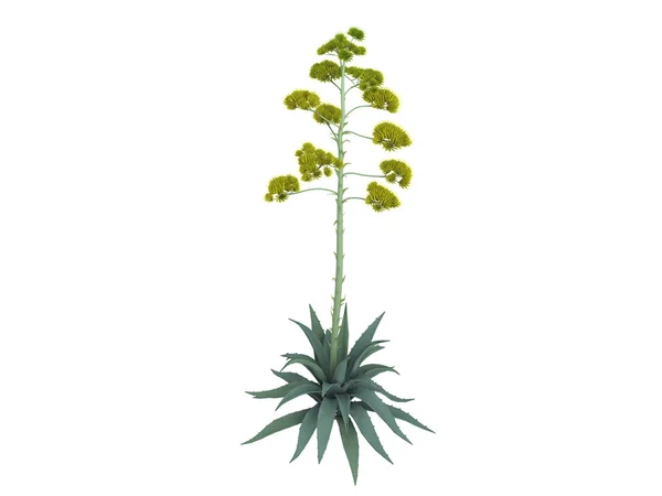Wieku roślin lub agave americana — Zdjęcie stockowe