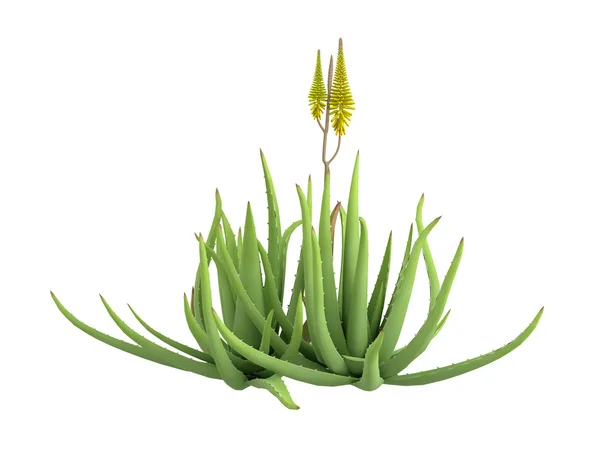 Aloe vera — Foto Stock