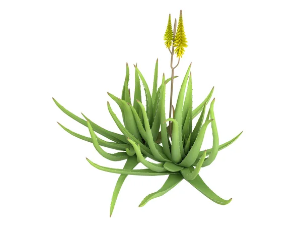 Aloe vera — Stok fotoğraf