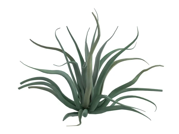 Octopus agave or Agave vilmoriniana — Stock Photo, Image