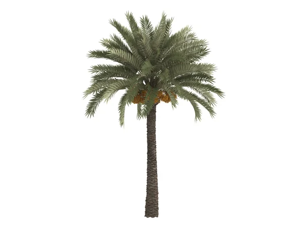 Финиковая пальма или дактилифера Феникса — стоковое фото