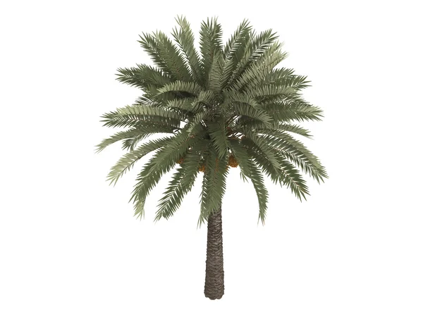 Date palm or Phoenix dactylifera — Stock Photo, Image