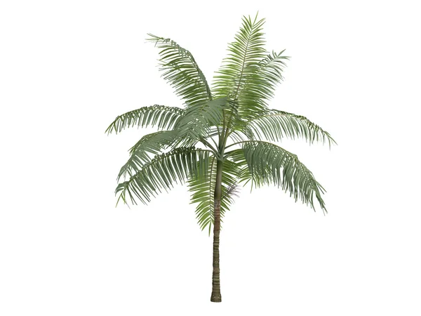 Princess palm eller dictyosperma album — Stockfoto