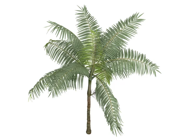 Princess palm or Dictyosperma album — Stock Photo, Image