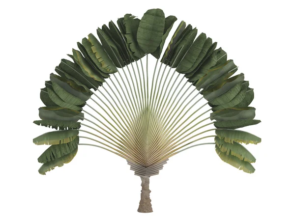 Traveler's palm or Ravenala madagascariensis — Stock Photo, Image