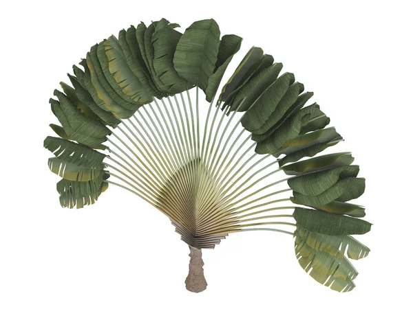 Resenärens palm eller Ravenala madagascariensis — Stockfoto