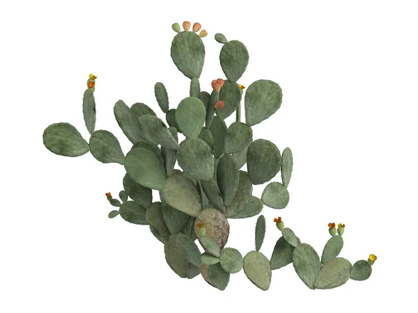 Fügekaktusz vagy opuntia ficus-indica — Stock Fotó