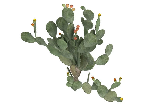 Kaktusfeige oder Opuntia ficus indica — Stockfoto