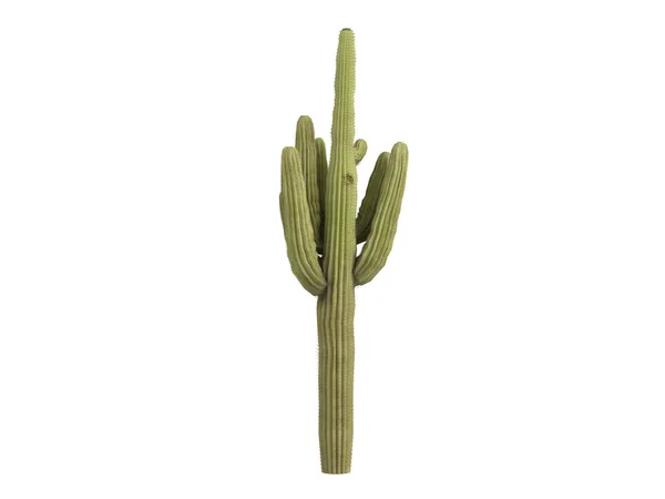 Saguaro oder carnegiea gigantea — Stockfoto