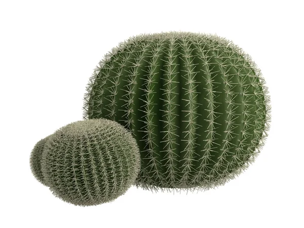 Arany hordó kaktusz vagy echinocactus grusonii — Stock Fotó