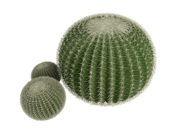 Gyllene fat kaktus eller echinocactus kudde — Stockfoto