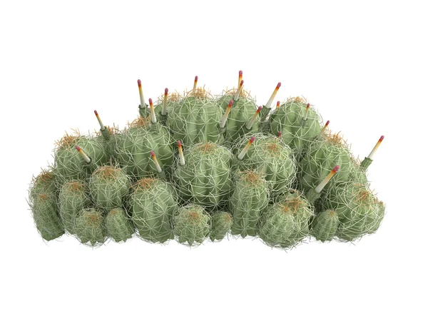 Strawberry cactus or Echinocereus triglochidiatus — Stock Photo, Image