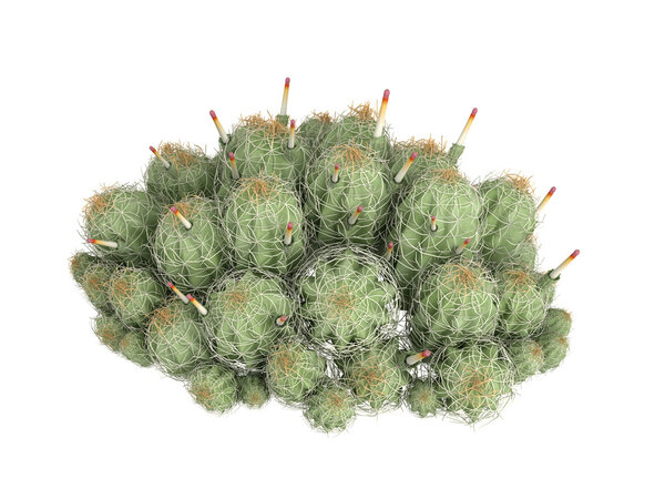 Strawberry cactus or Echinocereus triglochidiatus