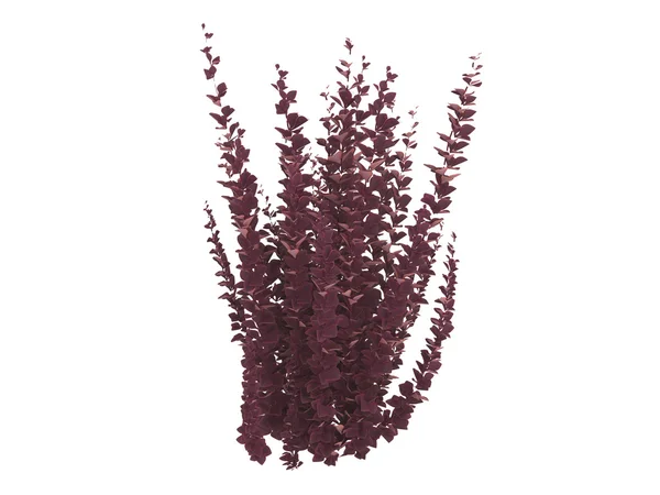 Helmond pillar barberry — Stock Photo, Image