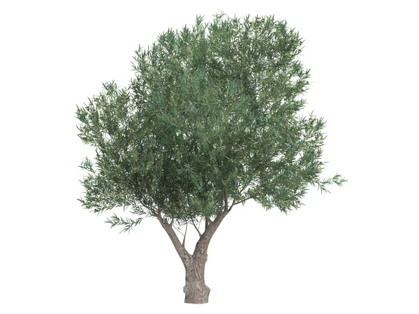 Olive oder Olea europaea — Stockfoto