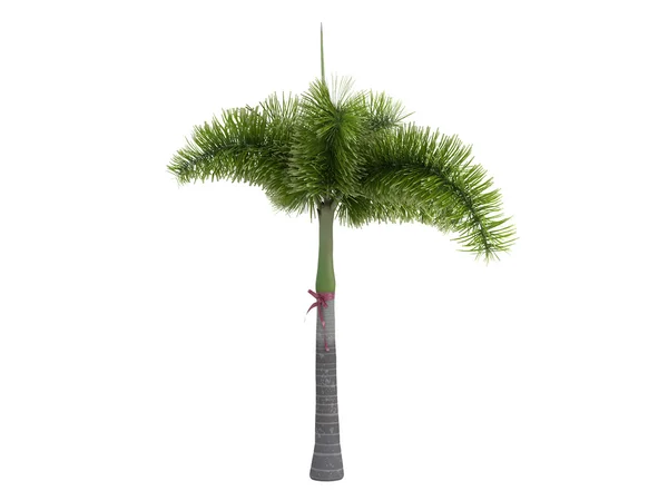 Stock image Foxtail Palm or Wodyetia bifurcata