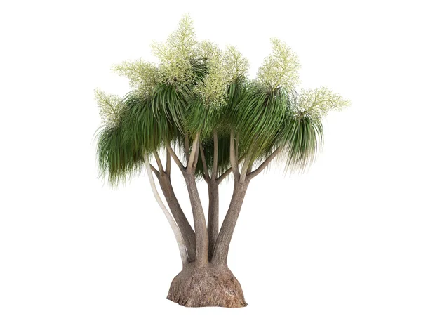 Paardenstaart palm of nolina recurvata — Stockfoto