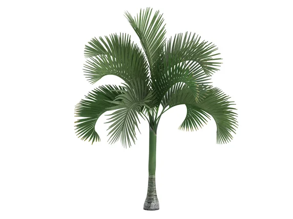 Carpoxylon palm eller carpoxylon macrospermum — Stockfoto