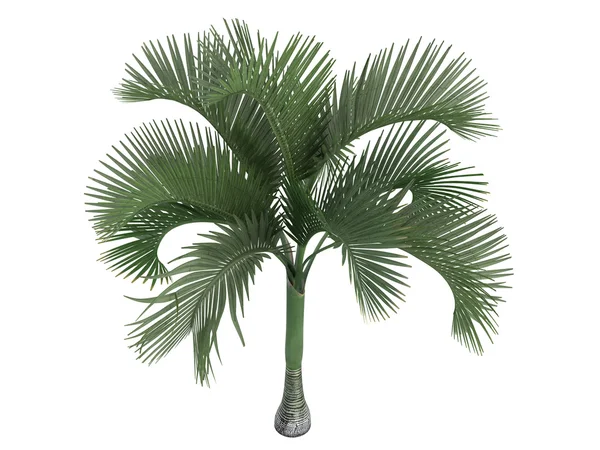 Carpoxylon Palm или Carpoxylon macrospermum — стоковое фото