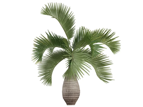 Bottle Palm or Hyophorbe lagenicaulis — Stock Photo, Image