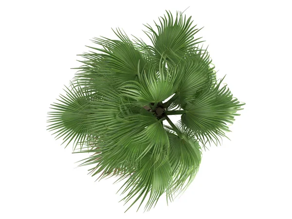 Desert Fan Palm or Washingtonia filifera — Stock Photo, Image