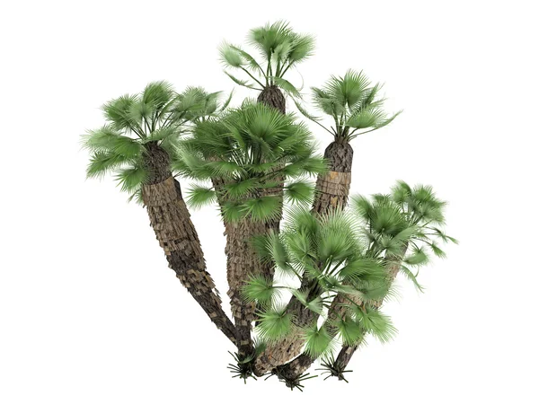 Европейская пальмовая ветвь или Chamaerops humilis — стоковое фото