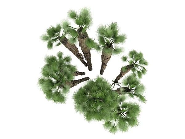 Europese fan palm of Chamaerops humilis humilis — Stockfoto