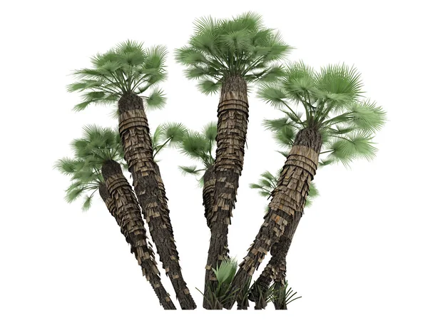 Europese fan palm of Chamaerops humilis humilis — Stockfoto