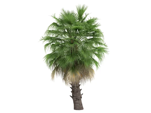 Fan Palm Deserto ou Washingtonia filifera — Fotografia de Stock