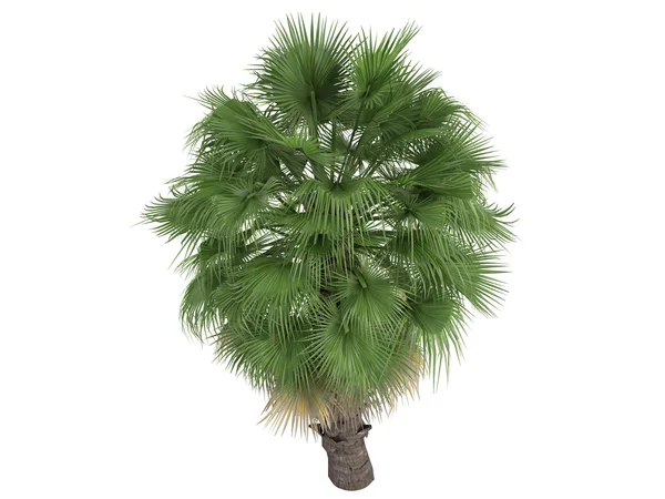 Öken fan palm eller washingtonia filifera — Stockfoto