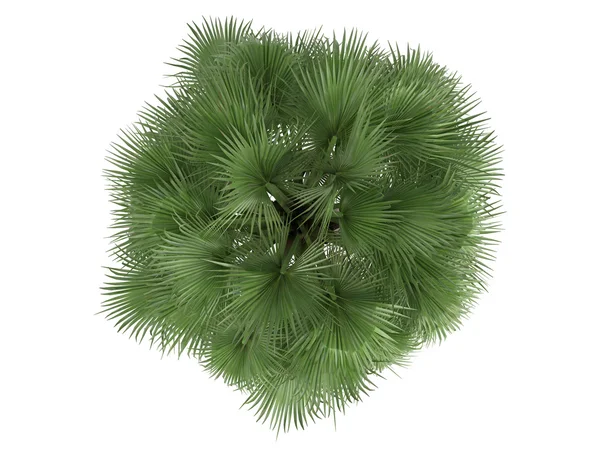 Öken fan palm eller washingtonia filifera — Stockfoto