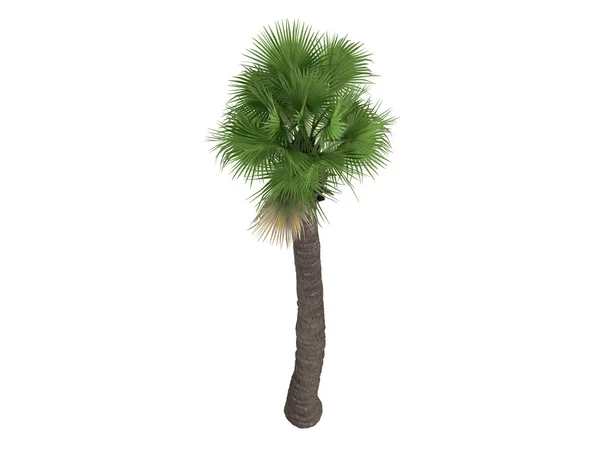 Çöl fan palmiye veya washingtonia filifera — Stok fotoğraf