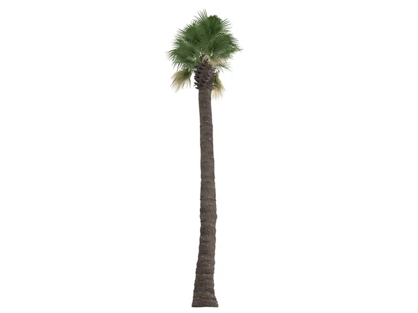 Ventilatore del deserto Palm o Washingtonia filifera — Foto Stock