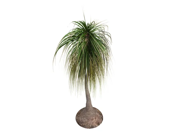 Сосновый хвост пальмы или Нолина рекурвата — стоковое фото