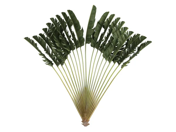 Traveller's Palm or Ravenala madagascariensis — Stock Photo, Image