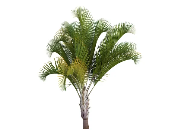 Triangle Palm or Dypsis decaryi — Stock Photo, Image