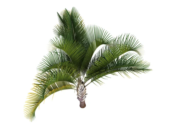 Triangel palm eller dypsis decaryi — Stockfoto