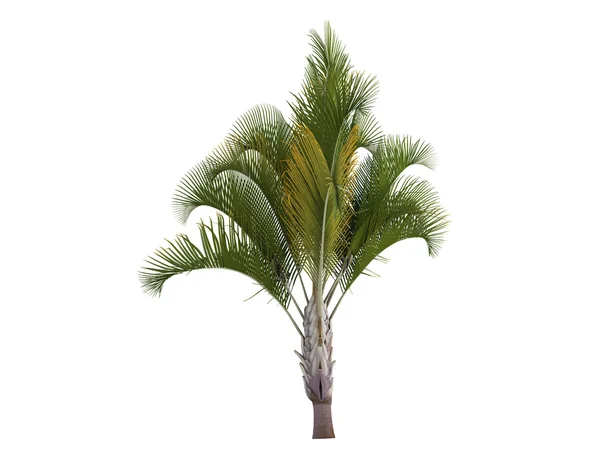 Driehoek palm of dypsis decaryi — Stockfoto