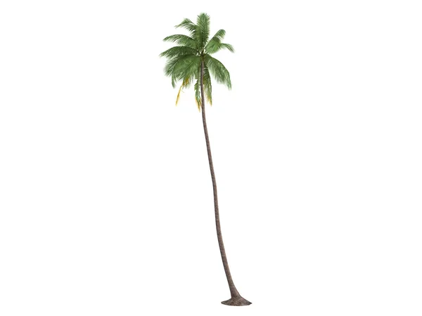 코코넛 또는 코코스 nucifera — 스톡 사진