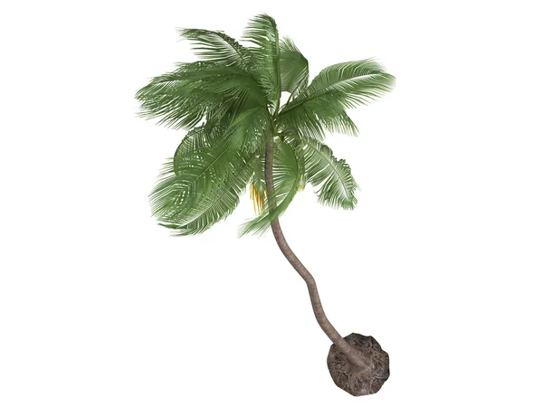 Kokos eller cocos nucifera — Stockfoto