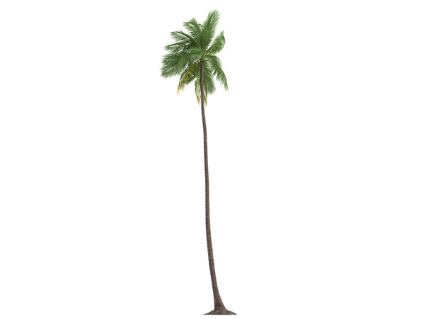 Coconut or Cocos nucifera