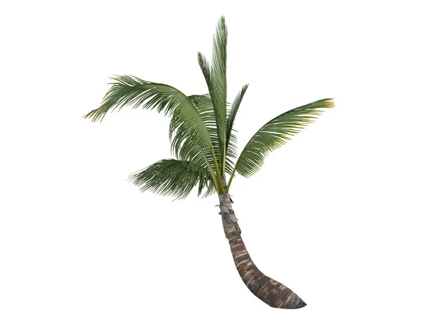Kokosnoot of cocos nucifera — Stockfoto