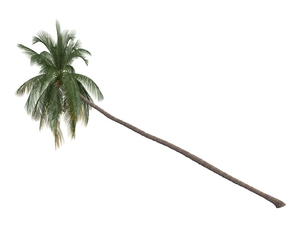 椰子或科科斯膨大 — 图库照片