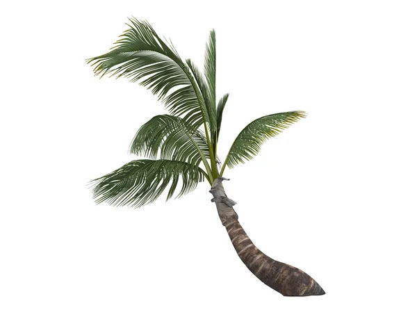 Кокосова або кокосова нуцифера — стокове фото