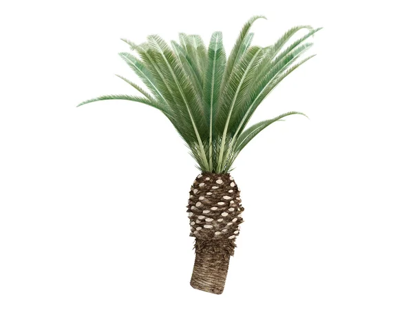 Канарская финиковая пальма или феникс — стоковое фото