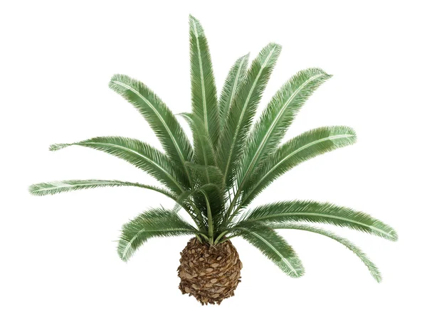 Фінікової пальми або Фенікс canariensis — стокове фото