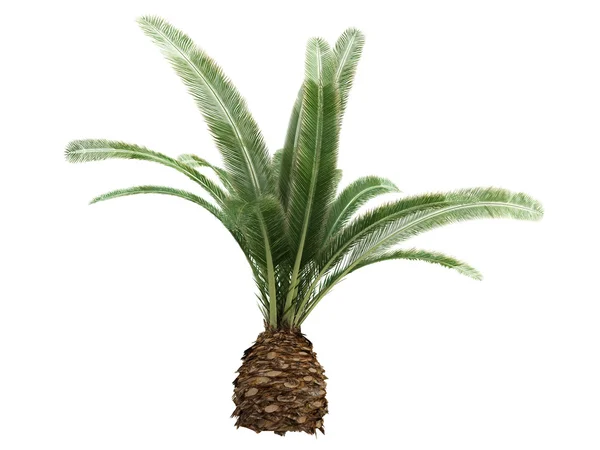 Фінікової пальми або Фенікс canariensis — стокове фото