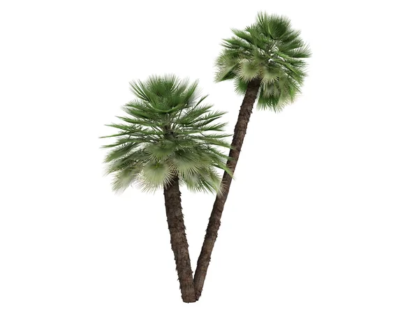 Palmier à éventail européen ou Chamaerops humilis — Photo